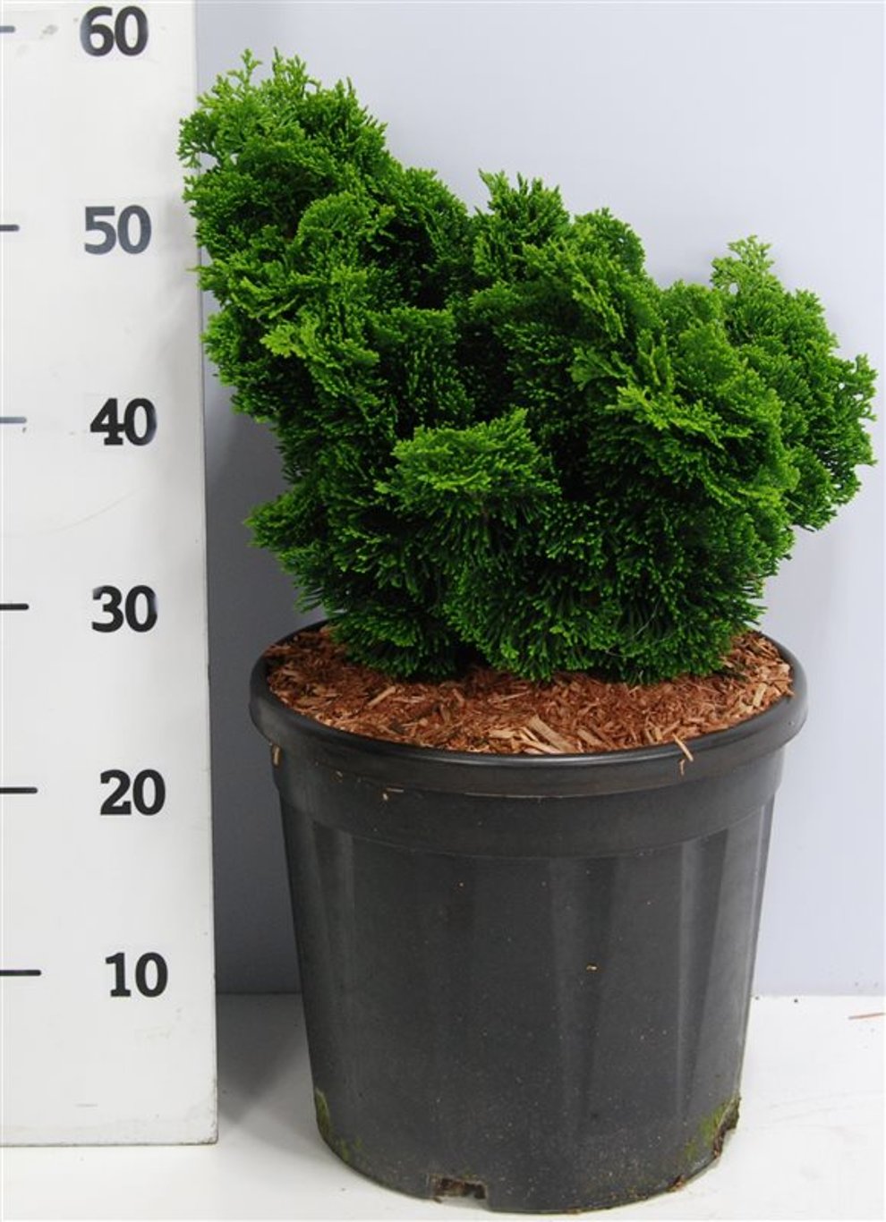 Chamaecyparis o. 'Nana Gracilis' - C12 40-50 CM